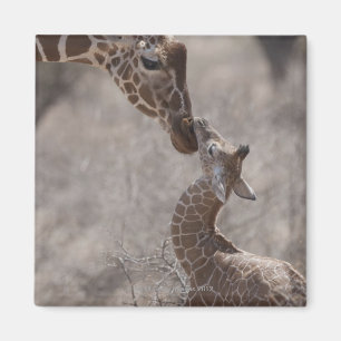 Imán Jirafa, Kenia, África