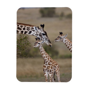 Imán Jirafa Masái (Giraffa tippelskirchi)