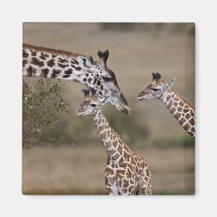 Imán Jirafa Masái (Giraffa tippelskirchi)