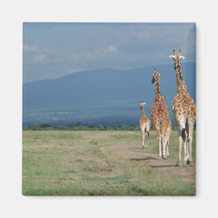 Imán Jirafa reticulada (camelopardalis del Giraffa) 2
