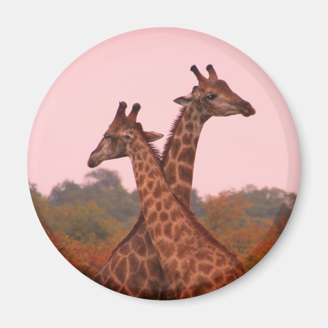 Imán jirafas con cielo rosa (Frente)