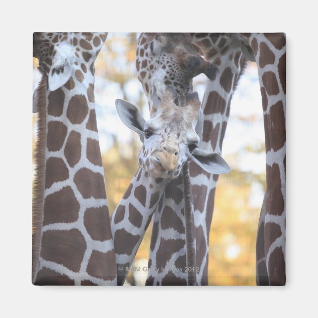 Imán jirafas en el zoológico de Tama, zoológico de Tama (Frente)