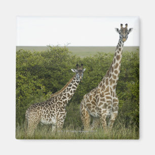 Imán Jirafas en Kenia, África 2
