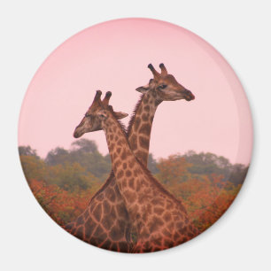Imán jirafas paradas en árboles mopani con cielo rosa