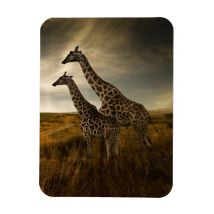 Imán Jirafas y el paisaje