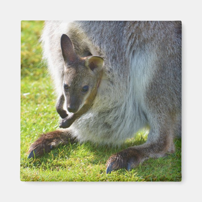 Imán Joey en el bolsillo (Frente)