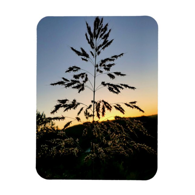 Imán Johnson Grass (Vertical)