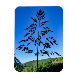 Imán Johnson Grass