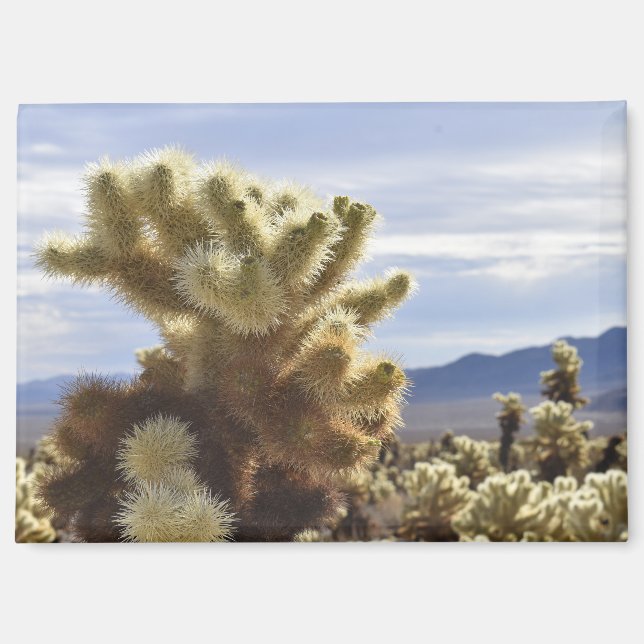 Imán Joshua Tree Cholla Magnet (Anverso)