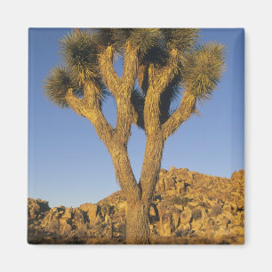 Imán Joshua Tree, Yucca brevifolia), y granito