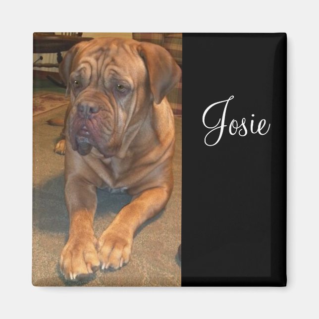 Imán Josie la mastif. Cambiar al nombre de su mastif (Frente)