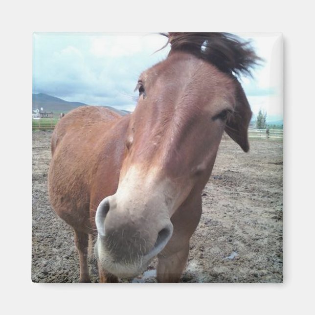 Imán Josie the Mule (Frente)