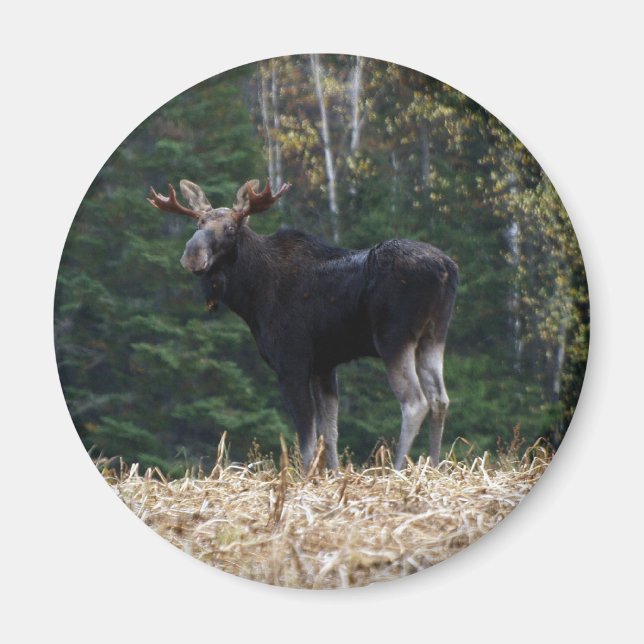 Imán Joven (Frente)