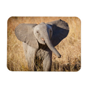 Imán Joven elefante de sabana