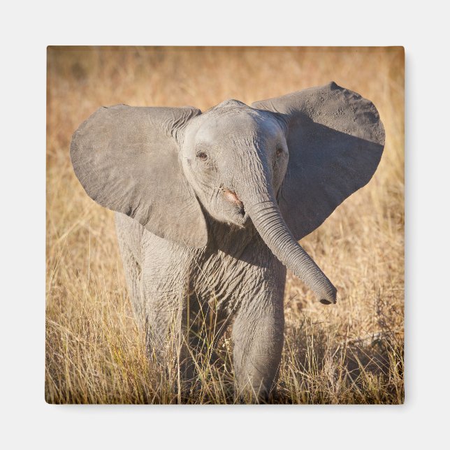 Imán Joven elefante de sabana (Frente)