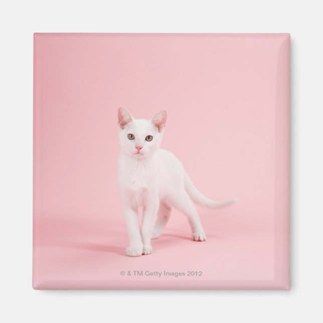 Imán Joven gato blanco (Frente)