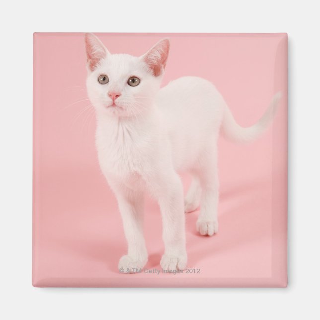 Imán Joven gato blanco 2 (Frente)