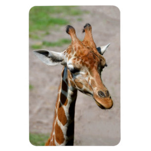 Imán Joven Giraffe