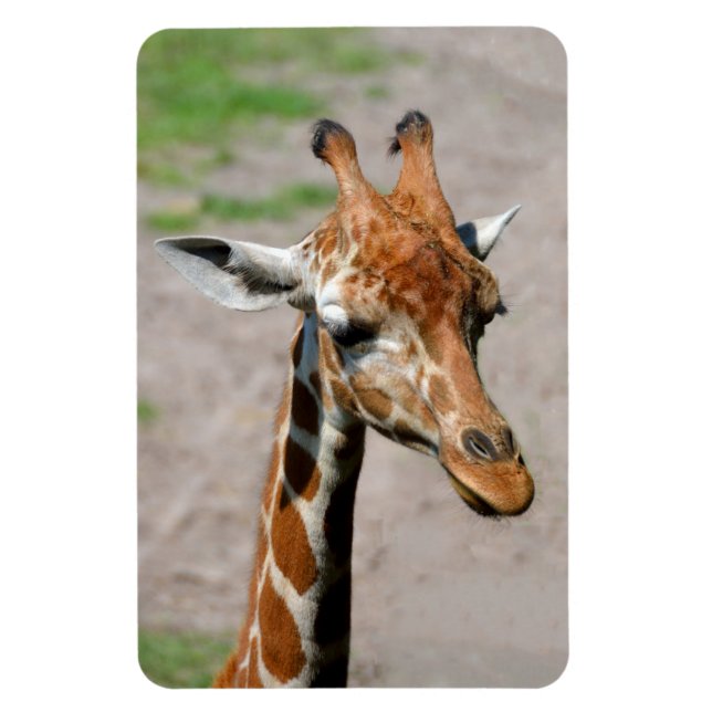 Imán Joven Giraffe (Vertical)