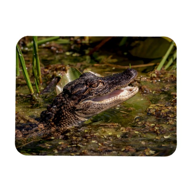 Imán Joven lagarto (Horizontal)