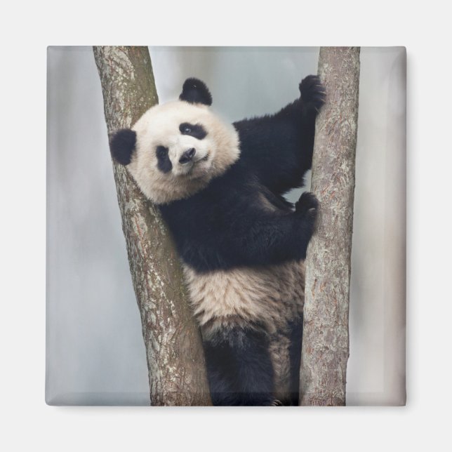 Imán Joven panda subiendo a un árbol, China (Frente)