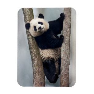 Imán Joven panda subiendo a un árbol, China