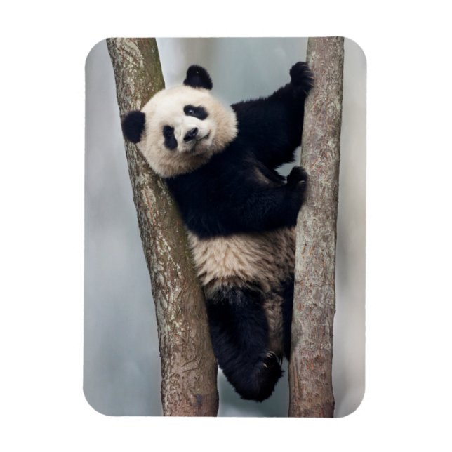 Imán Joven panda subiendo a un árbol, China (Vertical)