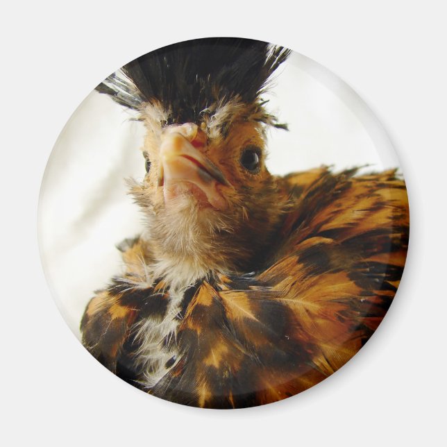 Imán Joven polaco (Frente)