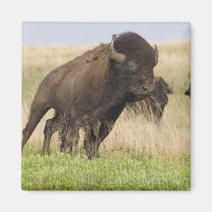 Imán Joven y quisquilloso de bisonte en el pasto alto