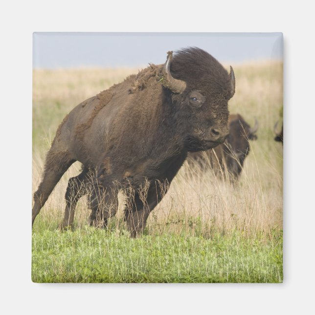 Imán Joven y quisquilloso de bisonte en el pasto alto (Frente)
