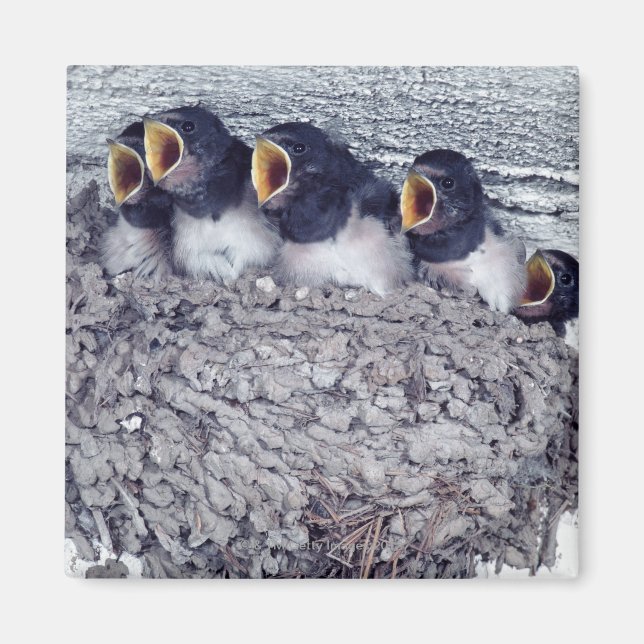 Imán jóvenes golondrinas (Frente)