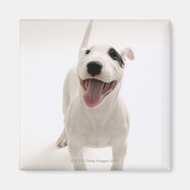Imán Joyful Bull terrier (Frente)