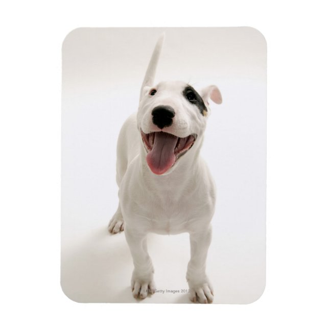 Imán Joyful Bull terrier (Vertical)