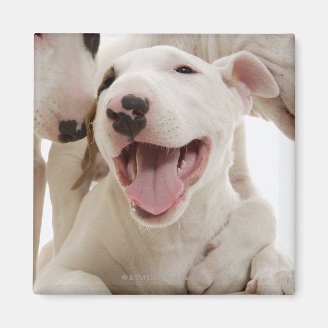 Imán Joyful Bull terriers (Frente)