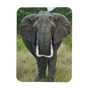 Imán Juego de Elephantna loxodonta Masai Mara