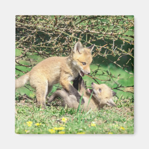 Imán Juego de Red Fox Kits
