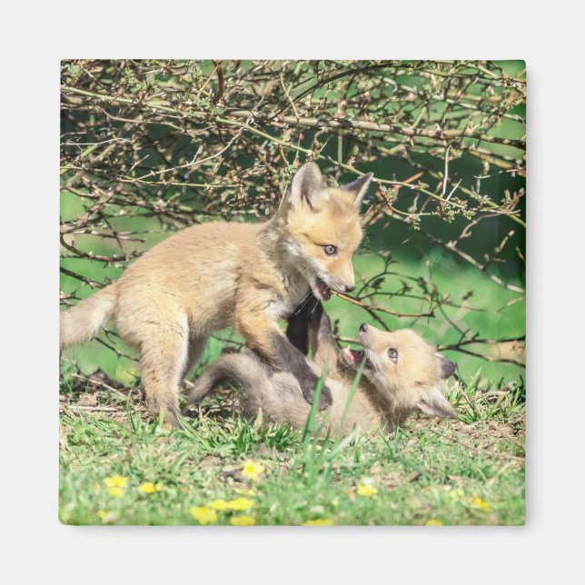 Imán Juego de Red Fox Kits (Frente)