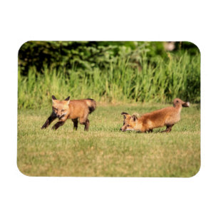 Imán Juego de Red Fox Kits