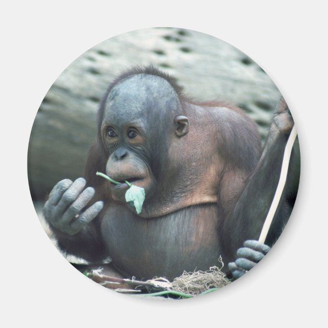 Imán Juego de vida silvestre - Primates 4 (Frente)