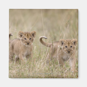 Imán 'Juego Reserve de África, Kenia, Mara del Masai