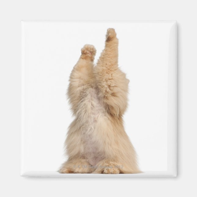 Imán Jugando en persa (3 años) (Frente)