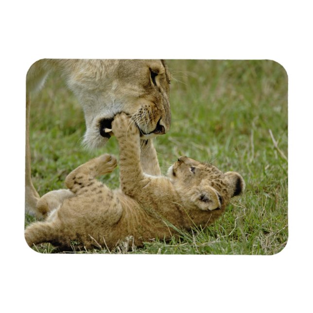 Imán Jugando Lion Cub (Horizontal)