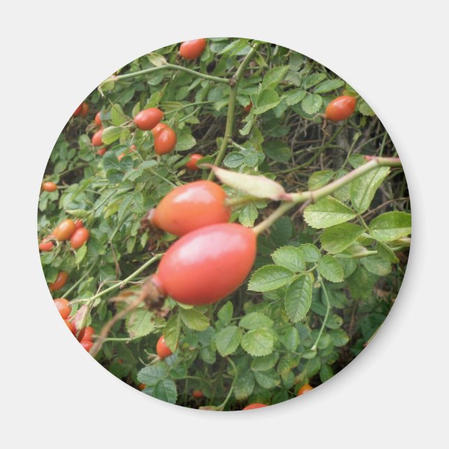 Imán Juicy Red Rose Hips Magnet (Frente)