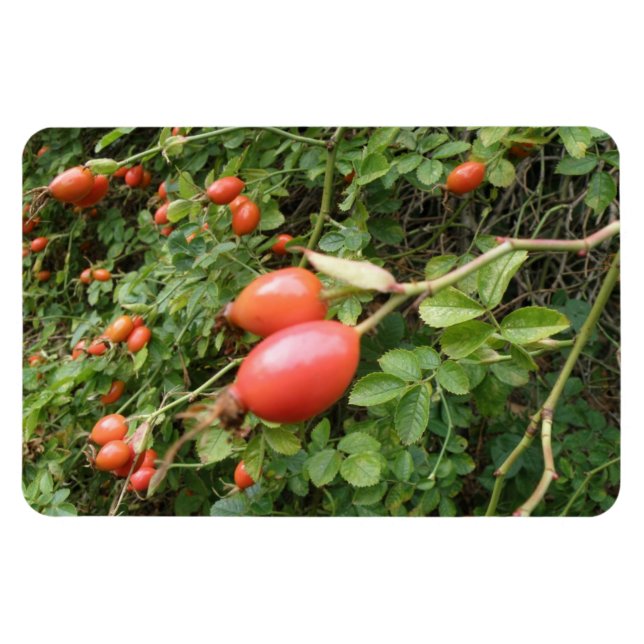 Imán Juicy Red Rose Hips Premium Magnet (Horizontal)