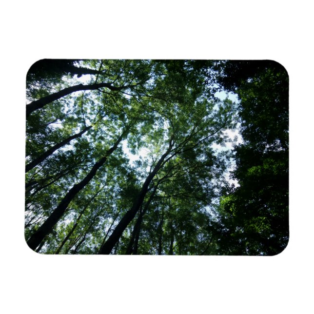 Imán Jungle 3"x4" (Horizontal)