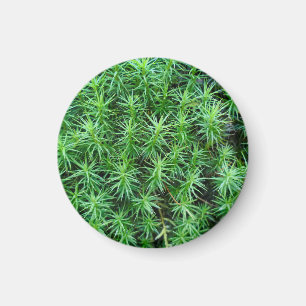 Imán Juniper Hair Cap Moss Magnet