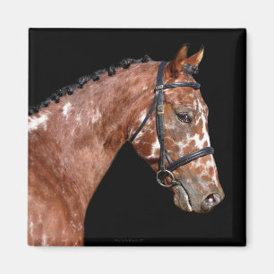 Imán Kabstrupper Stallion Horse Magnet