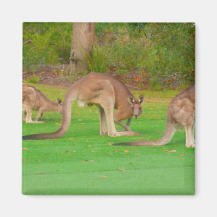 Imán kanga