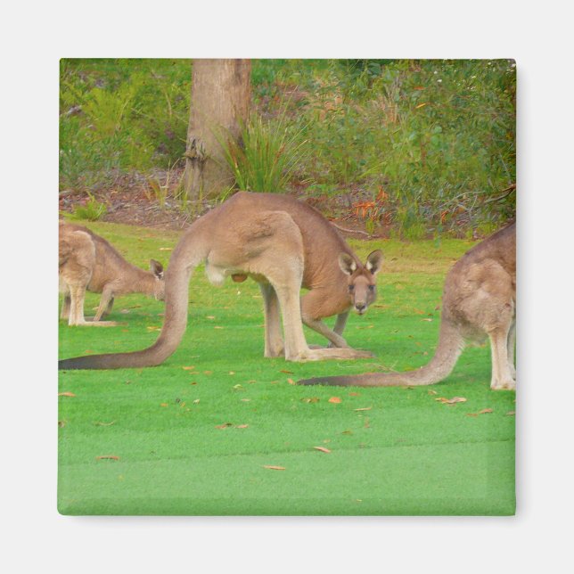 Imán kanga (Frente)