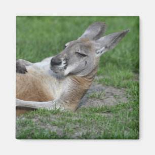 Imán Kangaroo